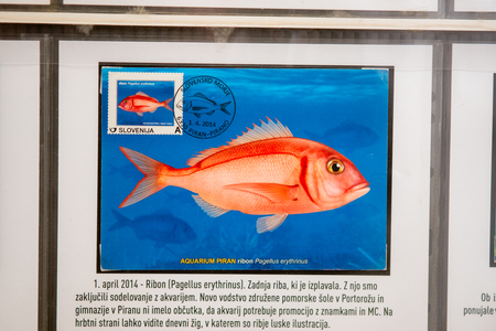 Maksi Ravne 2026 (7)